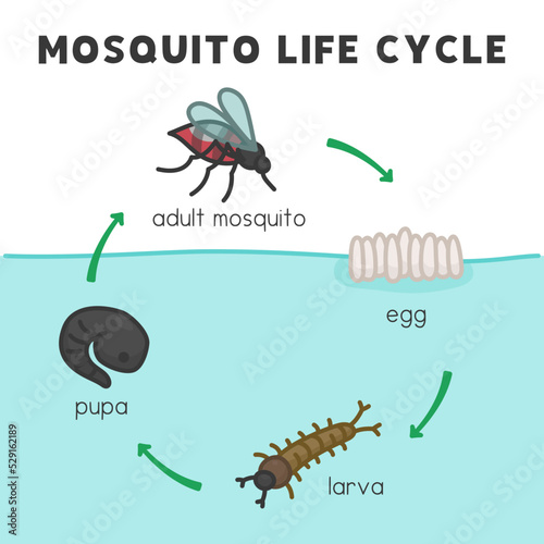 mosquito life cycle diagram chart in science subject kawaii doodle vector cartoon
