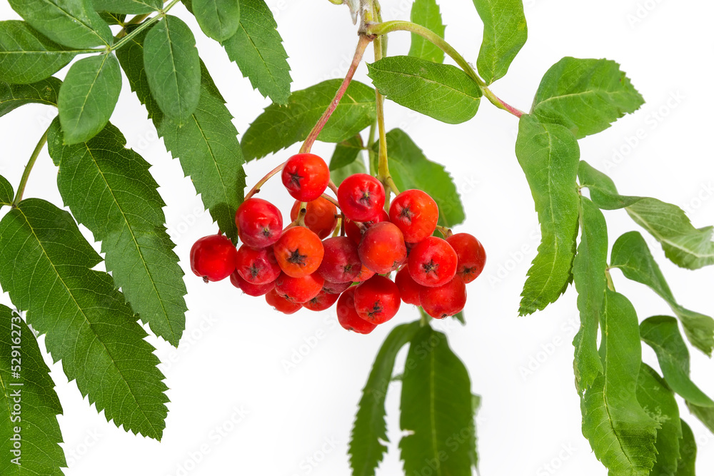 Cluster of rowan berries and leaves on a white background Cluster of rowan berries and leaves on a white background