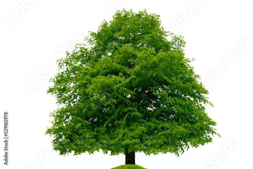 Isolated large linden tree. PNG file with transparent background.