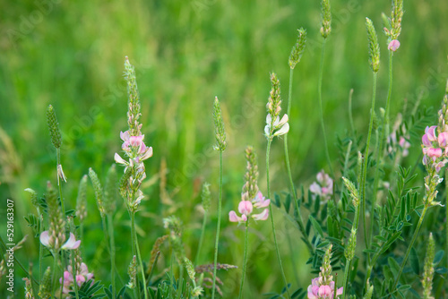 Onobrychis viciifolia or common sainfoin or esparcet flowering in a field