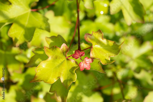 Field maple close up shot of green leaves.
