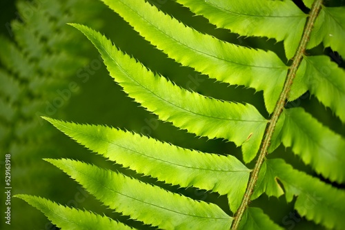 Macro shot of green fern plants in John Dean Provincial Park, North Saanich, Vancouver Island,Canada photo