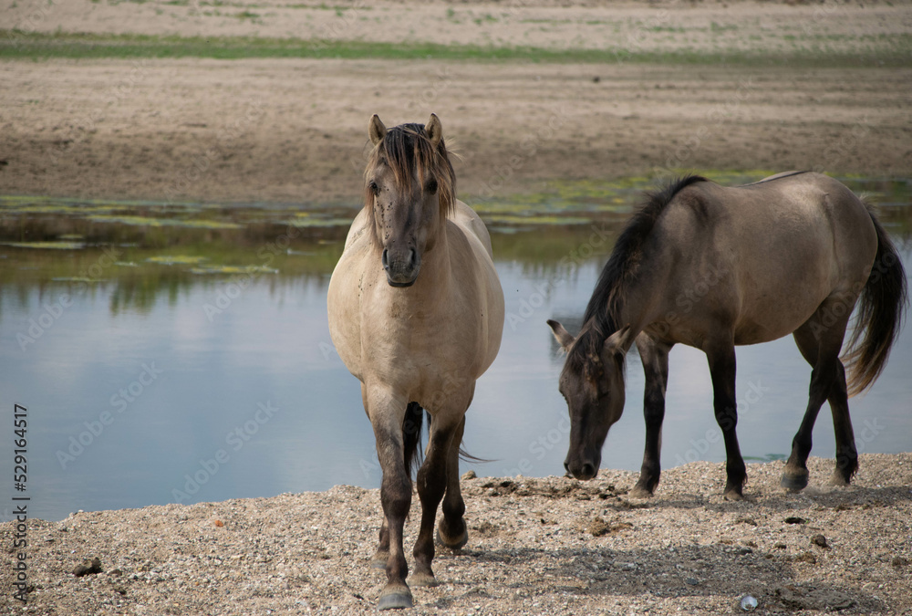 konik horses on the floodplains of the river Waal near Opijnen in Gelderland, the Netherlands
