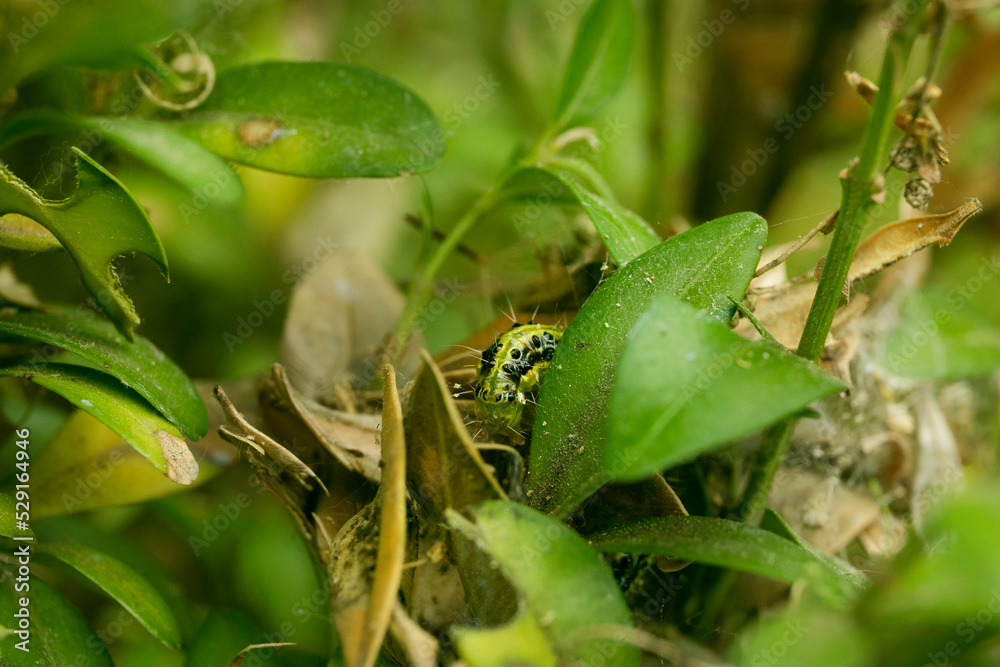 Pupae or larva of Cydalima perspectalis is a pest that destroys and eats green buxus sempervivens leaves Pupae or larva of Cydalima perspectalis is a pest that destroys and eats green buxus sempervivens leaves