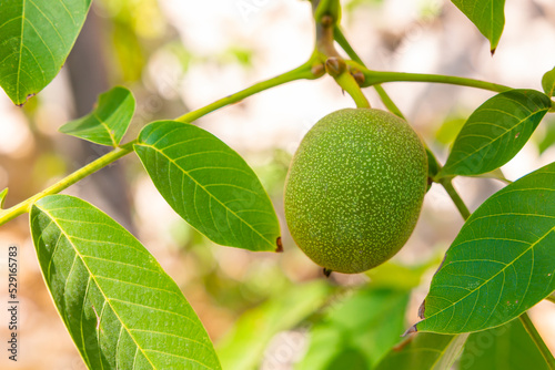 Wallpaper Mural Walnut tree. A raw walnut on the tree. Fruit production background photo Torontodigital.ca