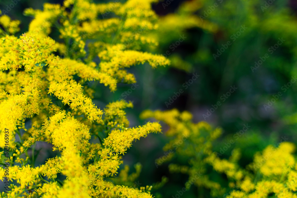 Goldenrod of the Asteraceae Mimosa family copy space. Vegetable background macro texture Photo of good quality Goldenrod of the Asteraceae Mimosa family copy space. Vegetable background macro texture Photo of good quality