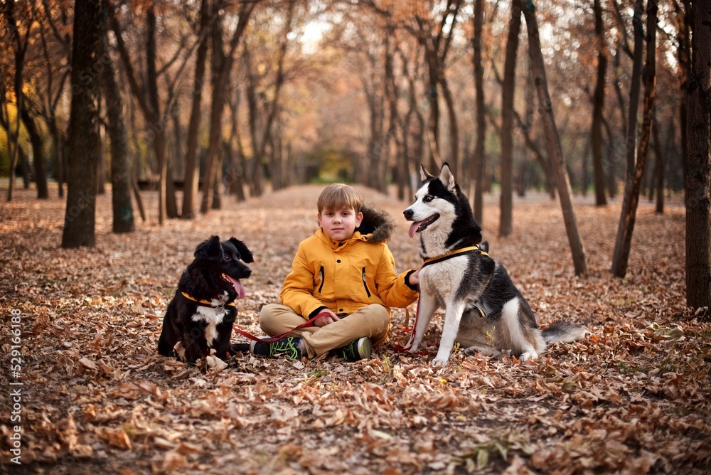 Very smiling young European boy seven years old in the brown pants and white sweater is sitting on the ground in the autumn park and hugs two dogs Very smiling young European boy seven years old in the brown pants and white sweater is sitting on the ground in the autumn park and hugs two dogs