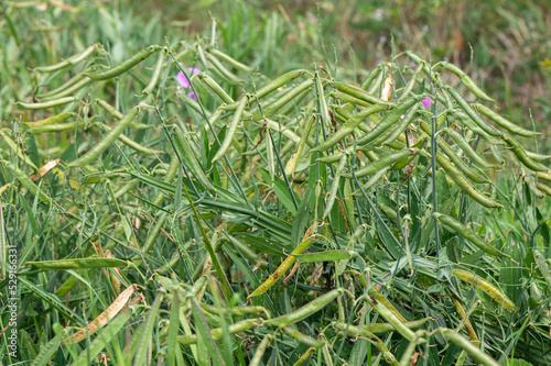 Lathyrus sylvestris - Flat pea - Gesse des bois - Gesse sauvage
