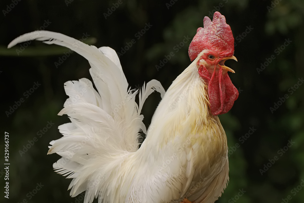 A rooster was perched on a dry tree branch. Animals that are cultivated for their meat have the scientific name Gallus gallus domesticus.