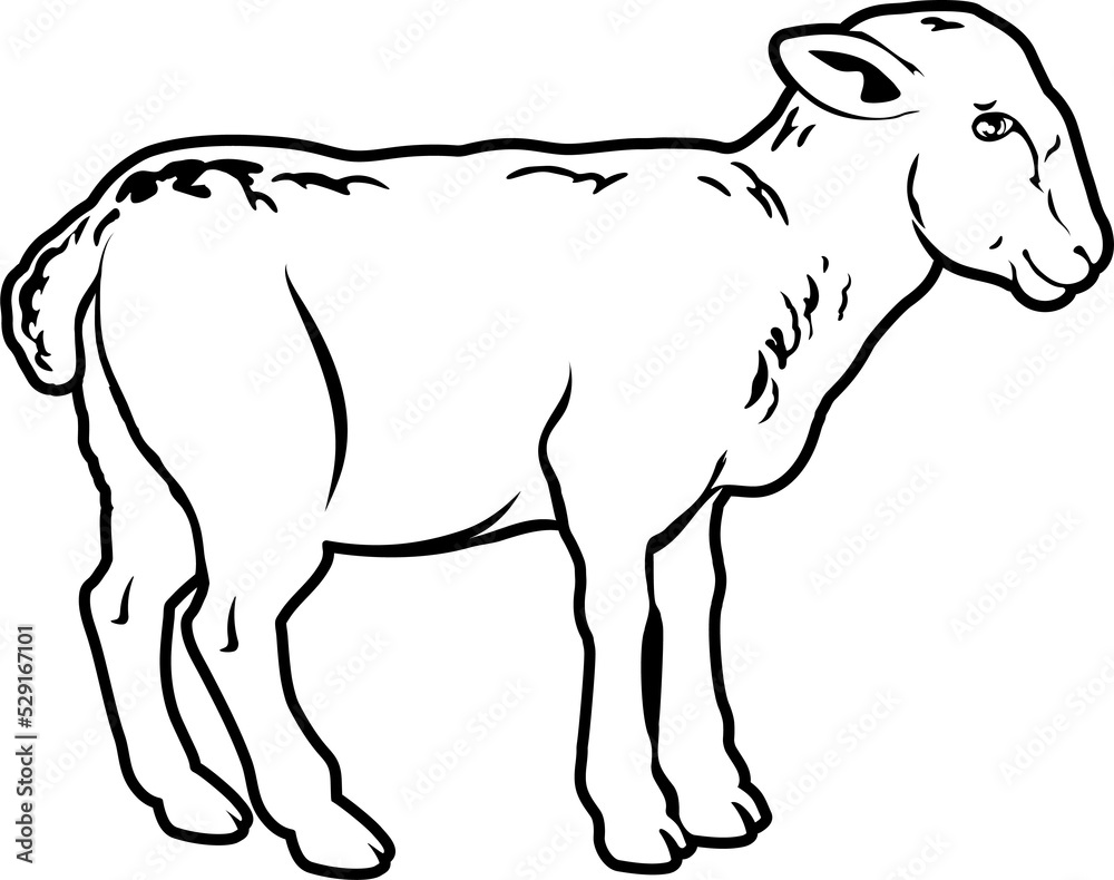 An illustration of a lamb, could be a food label or menu icon for lamb