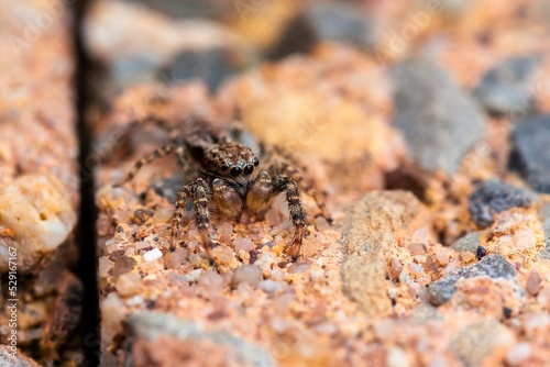 A macro portrait of a very small jumping spider, you can see the details in the eyes and legs of the predator. It is camouflaged on the stone ground it is sitting on.