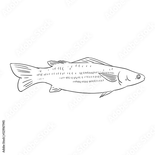 Fish sketches that are commonly targeted by anglers