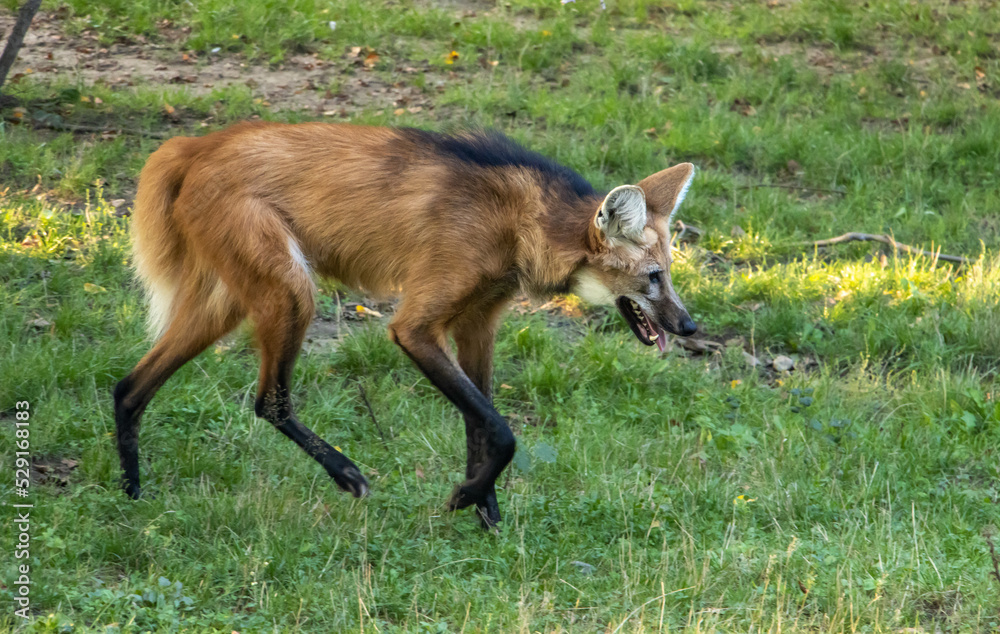 Obraz premium The maned wolf (chrysocyon brachyurus) walks on the grass
