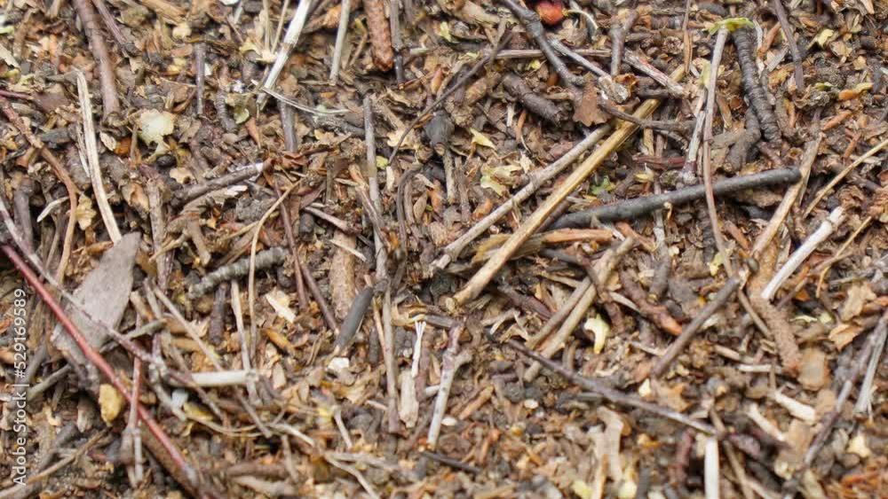 Big anthill with colony of ants in summer forest. Selective focus Big anthill with colony of ants in summer forest. Selective focus