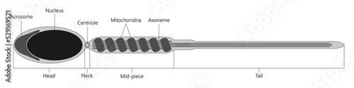 Human sperm cell. Vector illustration.
