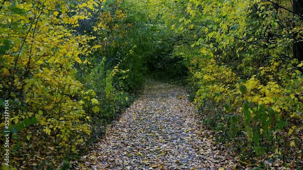Walk in the autumn forest. Yellow, green leaves. Leaves fall on the forest path. Walk in the park. The path is strewn with leaves in the park. Walk in the autumn forest. Yellow, green leaves. Leaves fall on the forest path. Walk in the park. The path is strewn with leaves in the park.