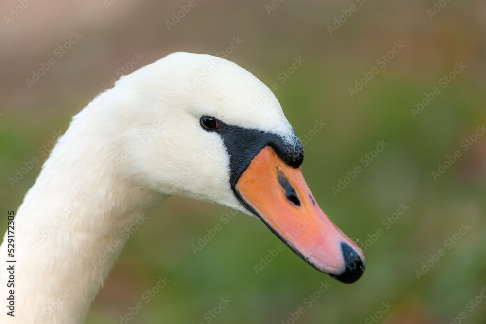 Portrait of a white swan closeup Portrait of a white swan closeup