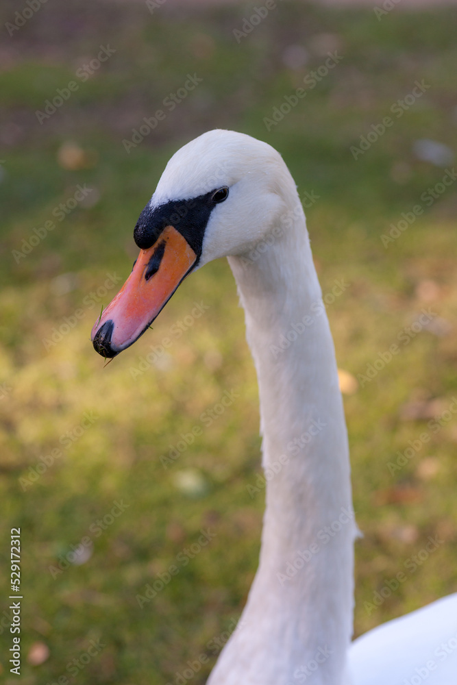 portrait of a swan with a long neck portrait of a swan with a long neck