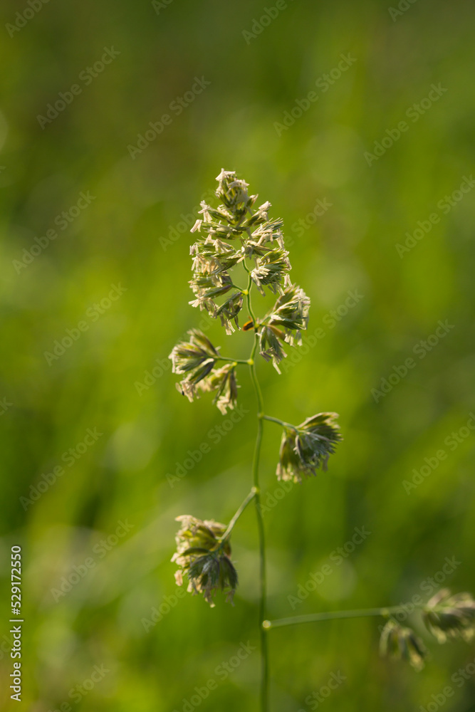 grass flowers, herbs. wild meadow plants, macro grass flowers, herbs. wild meadow plants, macro