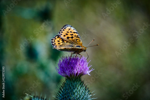 Queen of Spain fritillary butterfly photo