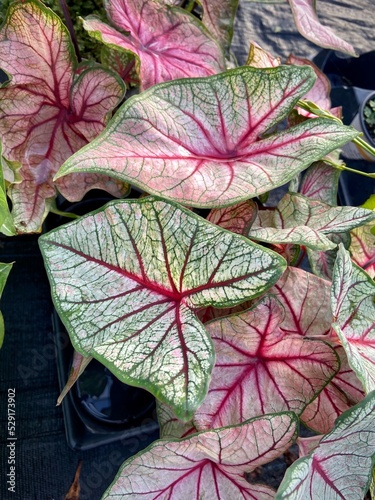 Colourful pink and green Caladiums