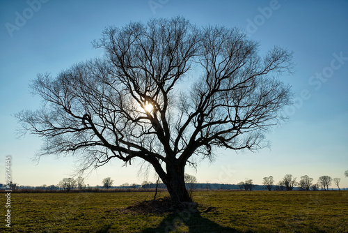 Baum im Winter