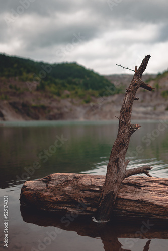 Tree trunk on the lake shore