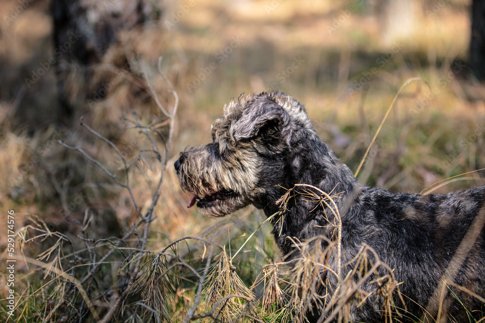 Fototapeta premium portrait of a small happy dog