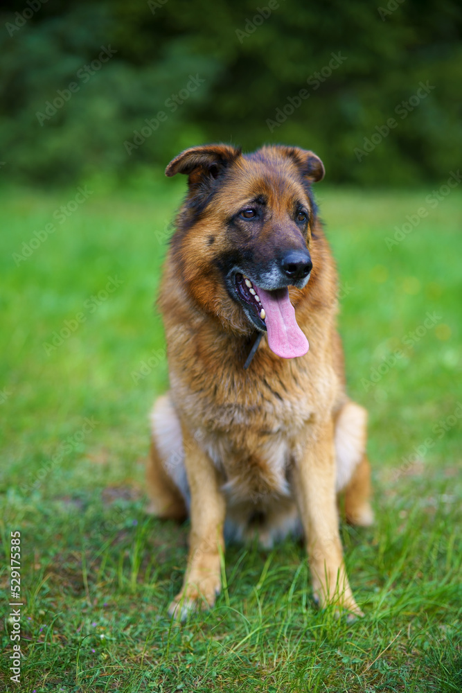 Deutscher Schäferhund Deutscher Schäferhund