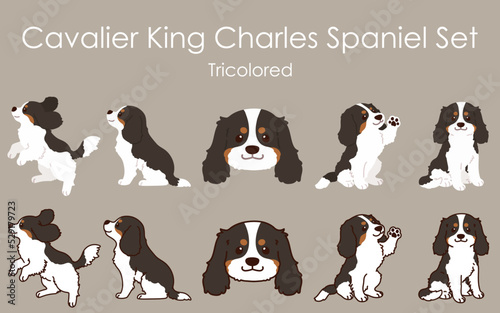 Simple and cute Tricolored Cavalier King Charles Spaniel illustrations set