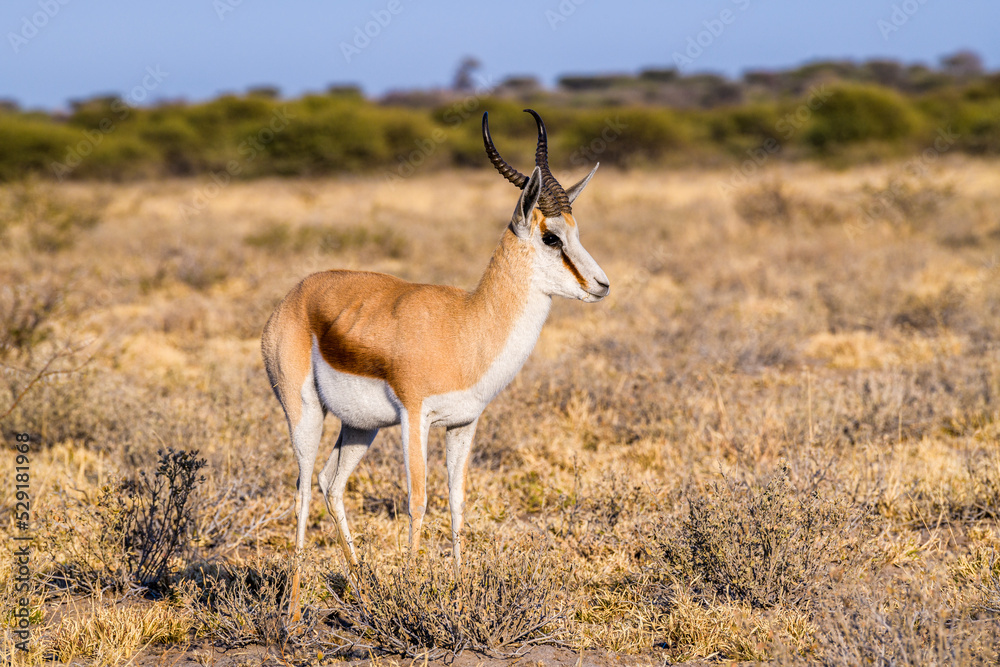 Lateral view of Springbok, Central Kalahari Game Reserve, Rakops, Botswana, Africa Lateral view of Springbok, Central Kalahari Game Reserve, Rakops, Botswana, Africa