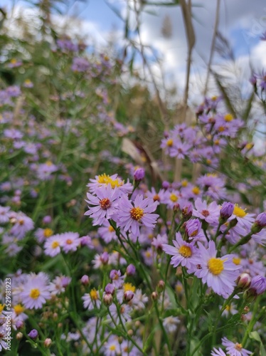 flowers in the field