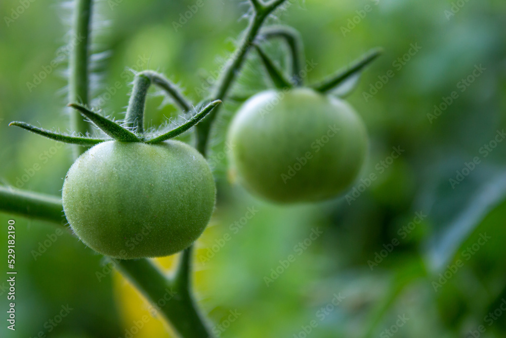 Tomatoes on a bush, growing vegetables in garden. Tomatoes on a bush, growing vegetables in garden.