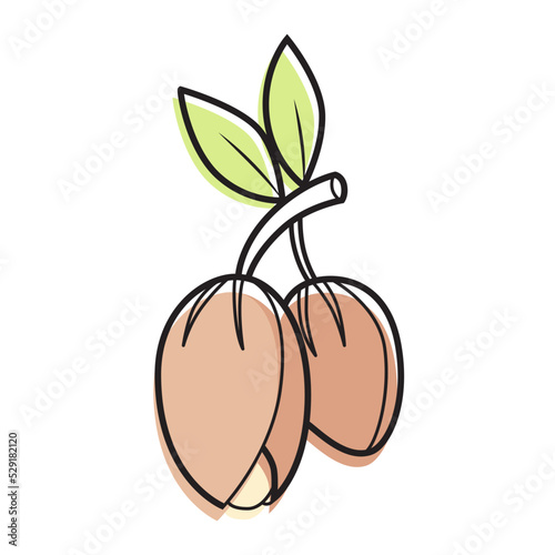 Argan icon isolated on white background.