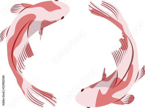 Koi carps swim in circles. Japanese carp fish.  photo