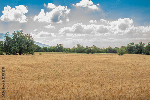 Wheat field and cloudy blue sky. Agriculture and harvesting concept.