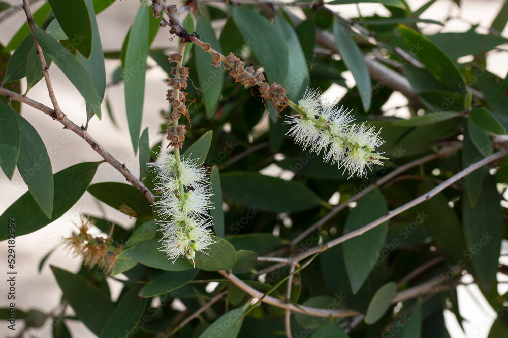 Φωτογραφία White flower of Melaleuca cajuputi Powell, Cajuput tree, paper bark tree or swamp tea tree with sunlight in the garden on blur nature background