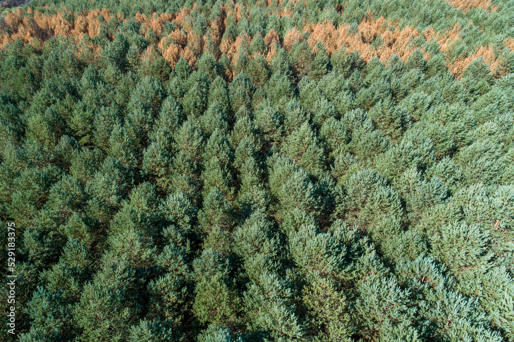 aerial view of a part of a pine forest burned by a forest fire aerial view of a part of a pine forest burned by a forest fire