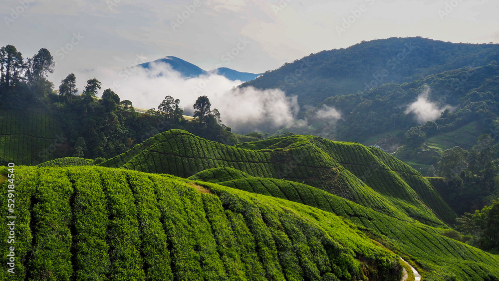 Brume sur des plantations de thé 