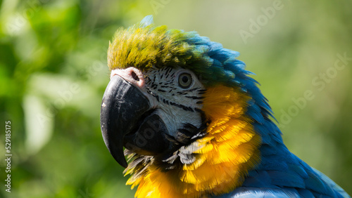 perroquet bleu