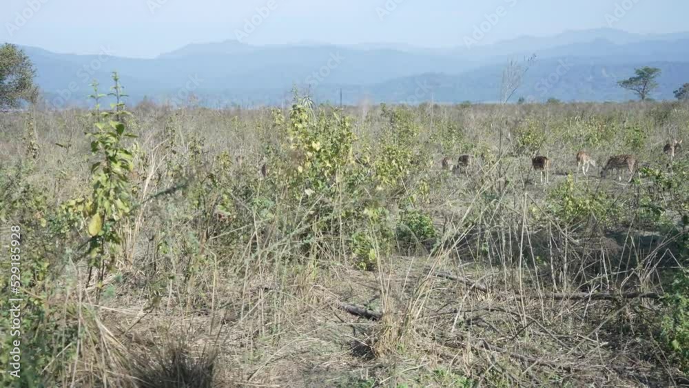 Chital (spotted deer) eating grass in Jim Corbett national park India. High-quality Apple Prores 29.97 FPS 4k footage. Chital (spotted deer) eating grass in Jim Corbett national park India. High-quality Apple Prores 29.97 FPS 4k footage.