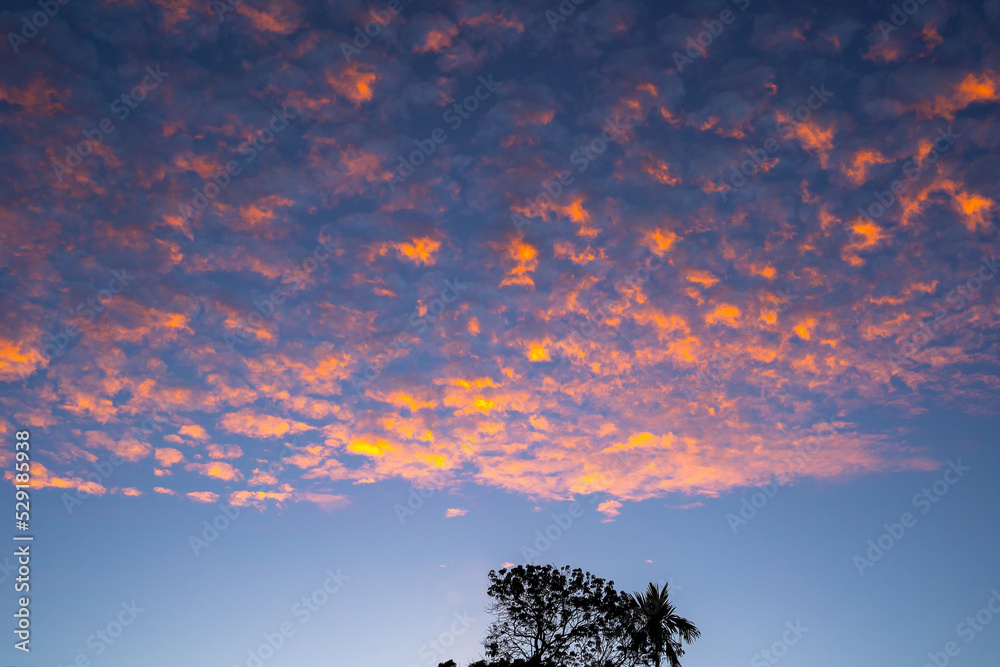 Stunning orange altocumulus clouds at sunset / sunrise. Amazing colorful sky.  Orange clouds on blue sky background