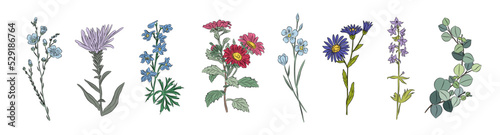 Print op canvas Botanical set of garden and wild floral plants