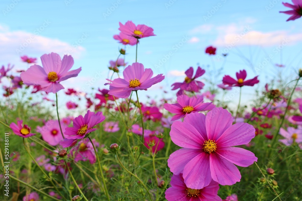 爽やかなそよ風に揺れる秋の花 コスモス畑の午後 田舎の風景 爽やかなそよ風に揺れる秋の花 コスモス畑の午後 田舎の風景