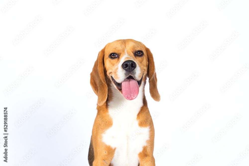 dog with big ears smiling on white background
