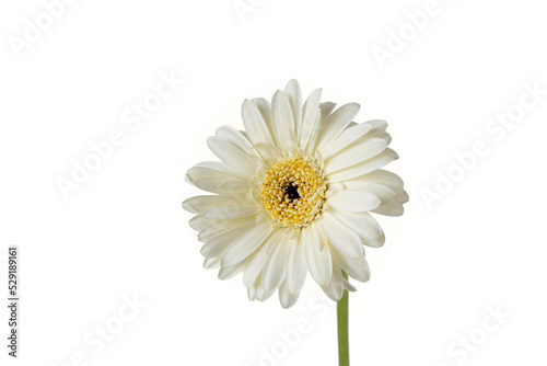 Gerbera flower head with bright yellow center isolated transparent png