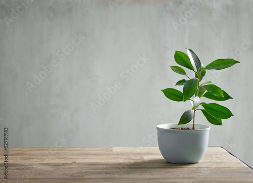 flowerpot on wooden table photo