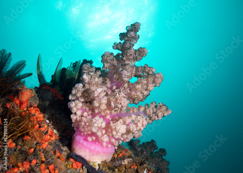 A light pink Cauliflower soft coral (Capnella thyrsoidea) growing on the reef underwater photo