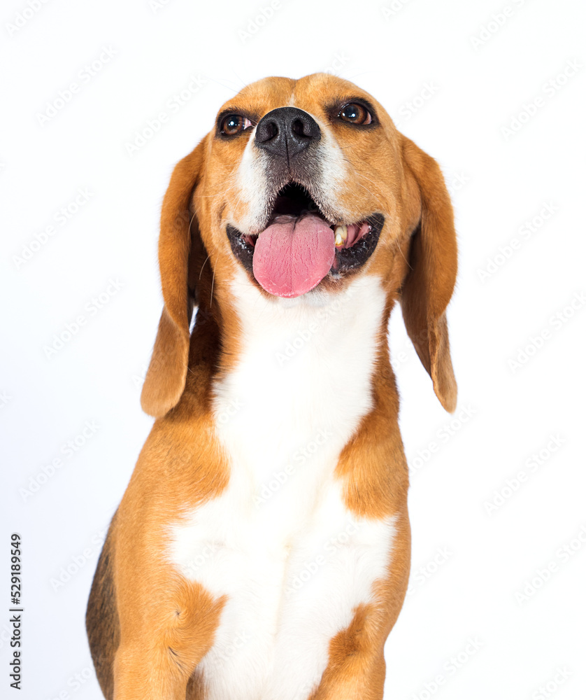funny muzzle dog with big ears on a white background