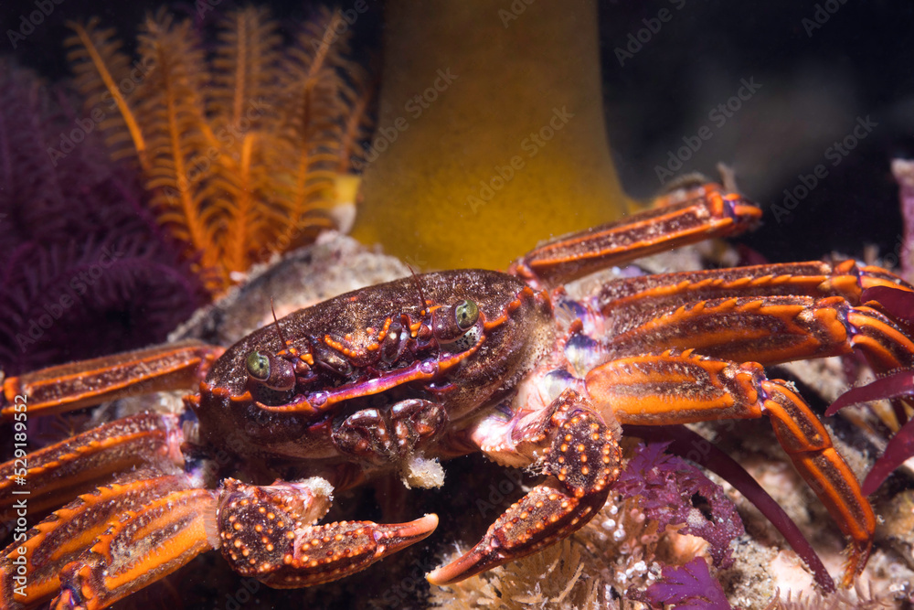 Closeup of a Cape rock crab (Plagusia chabrus) facing the camera Closeup of a Cape rock crab (Plagusia chabrus) facing the camera